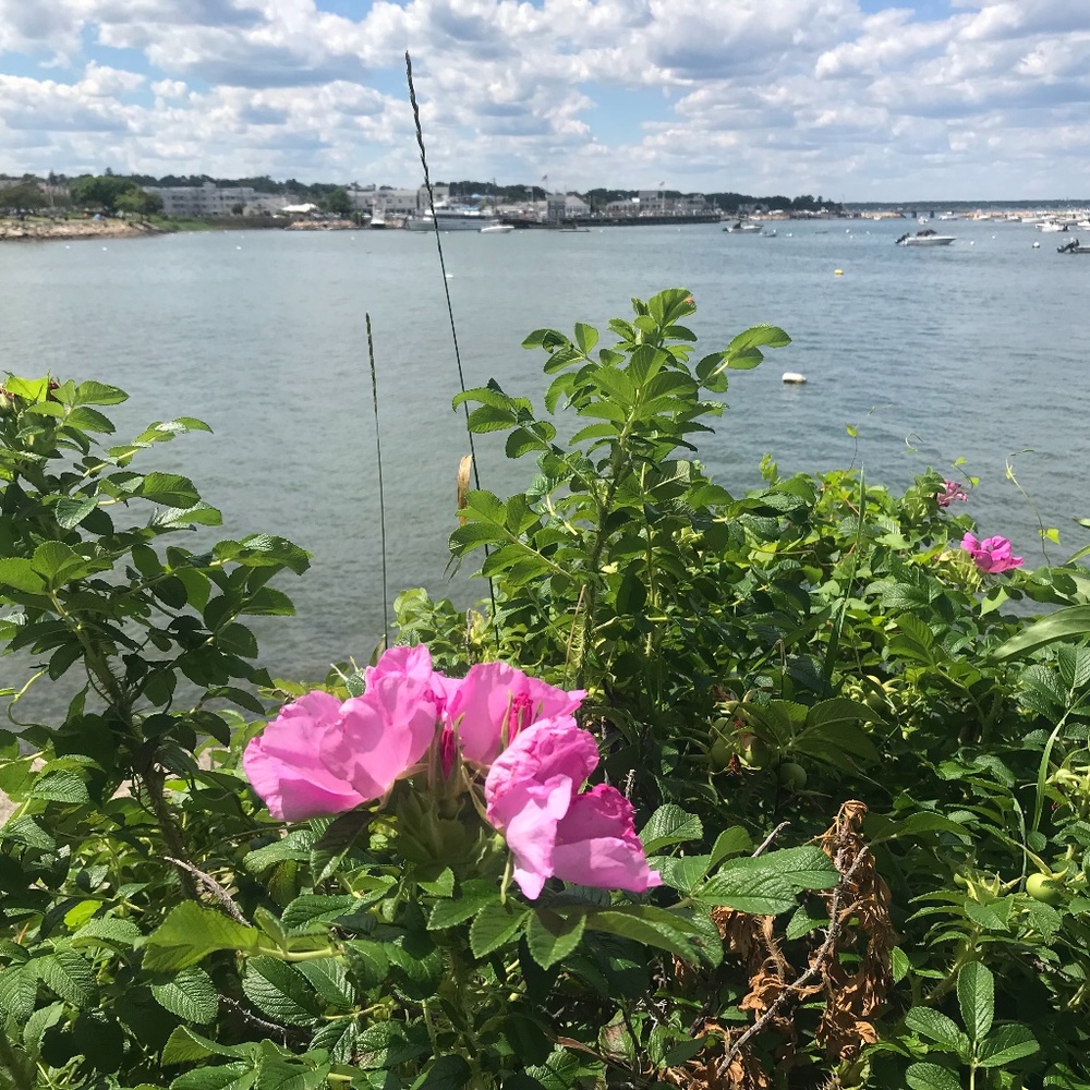 Meet your Posher, Joanne